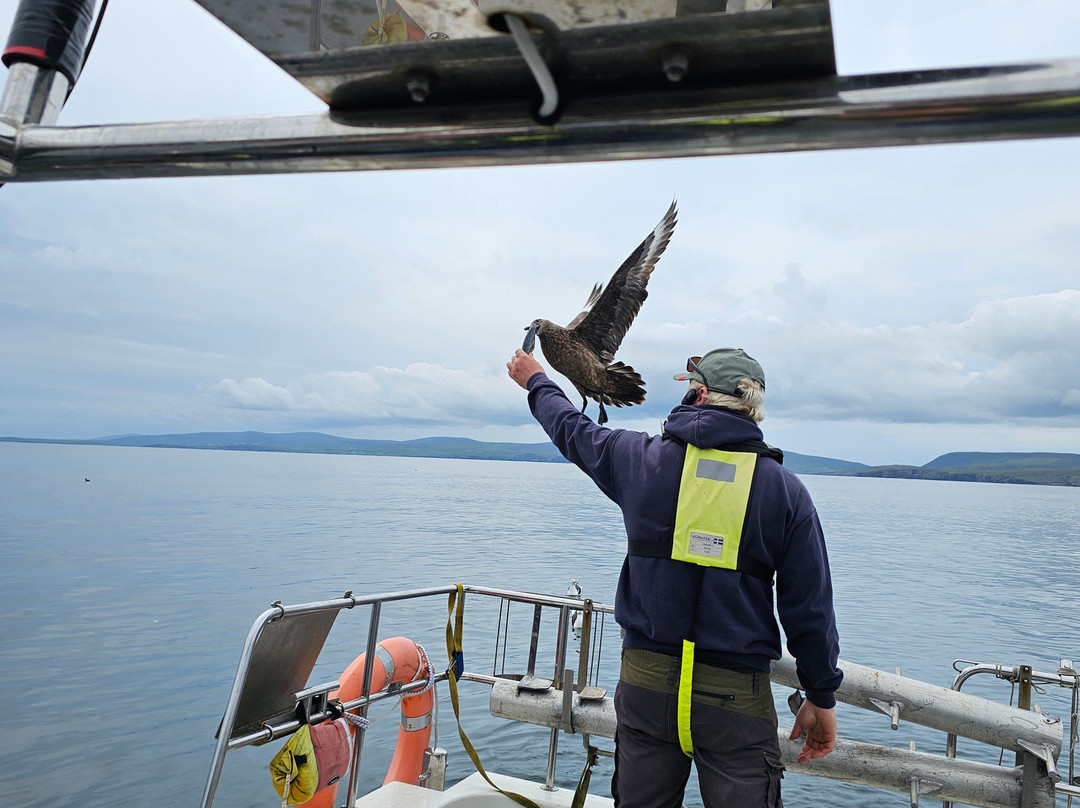 Shetland Seabird Tours - The Noss Boat-Lerwick必去景点