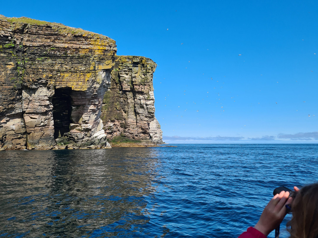 Seabirds and Seals - The Original Noss Boat Tours-Lerwick必去景点