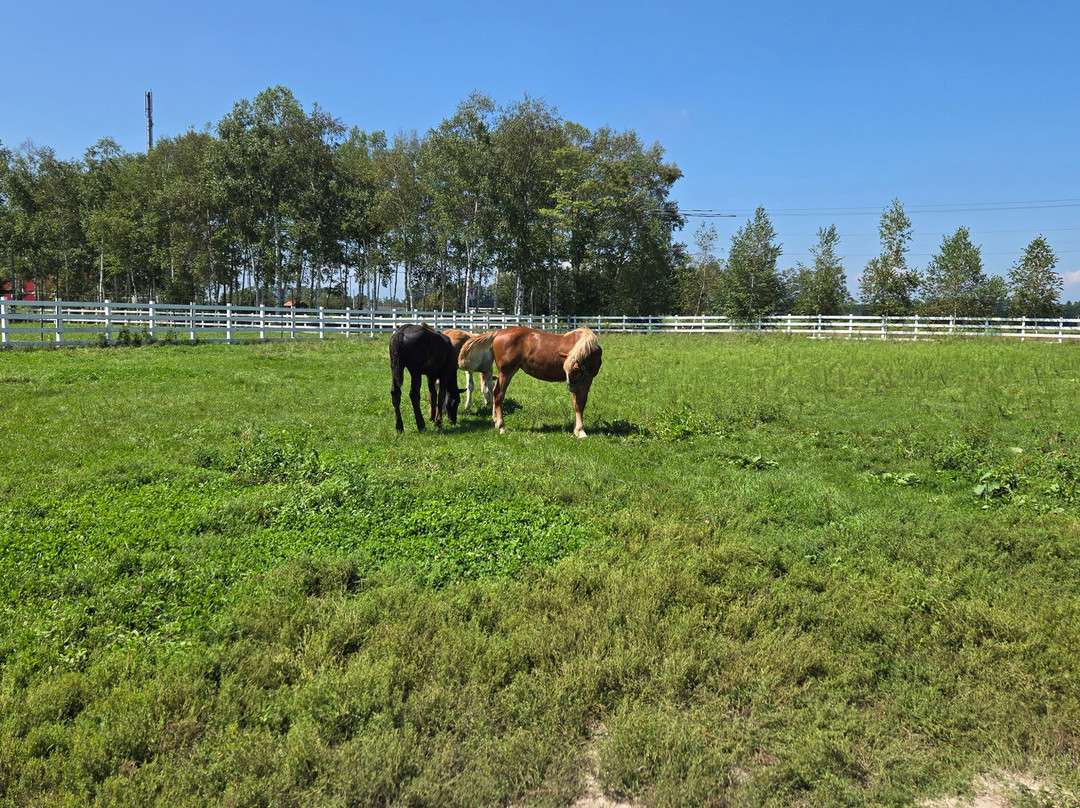 Banei Horse Ranch Tokachi-带广市必去景点
