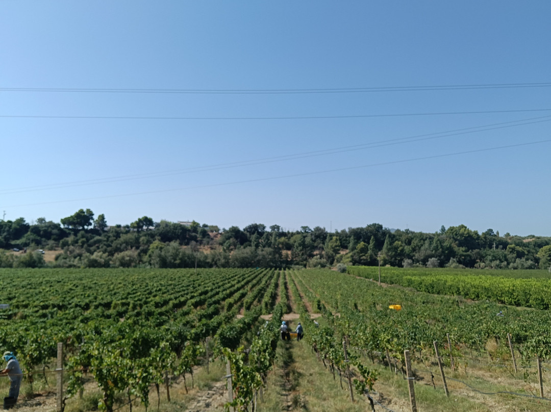 Battifarano - Azienda Vitivinicola-Nova Siri必去景点