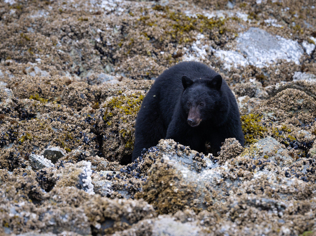 Vancouver Island Photo Tours-Port McNeill必去景点