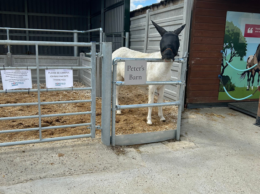 Hopefield Animal Sanctuary & Visitor Centre-布伦特伍德必去景点