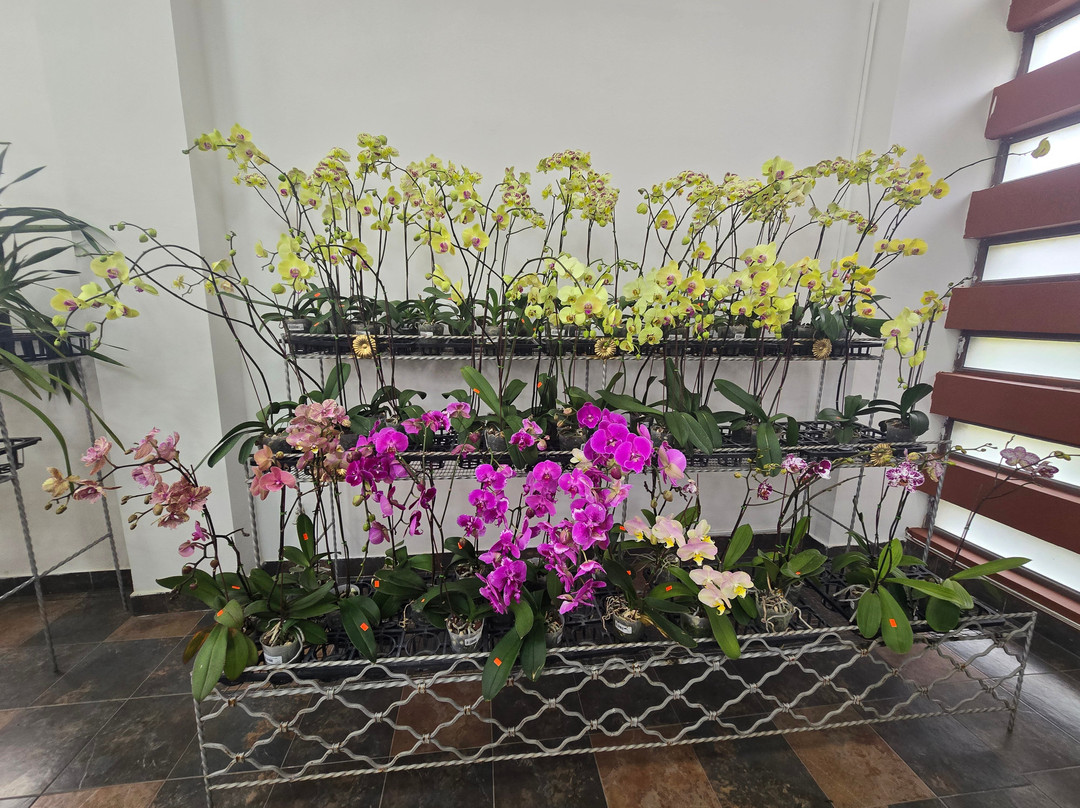 Ecuagenera - Orchids from Ecuador-昆卡必去景点