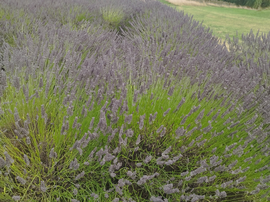 Yorkshire Lavender-Terrington必去景点