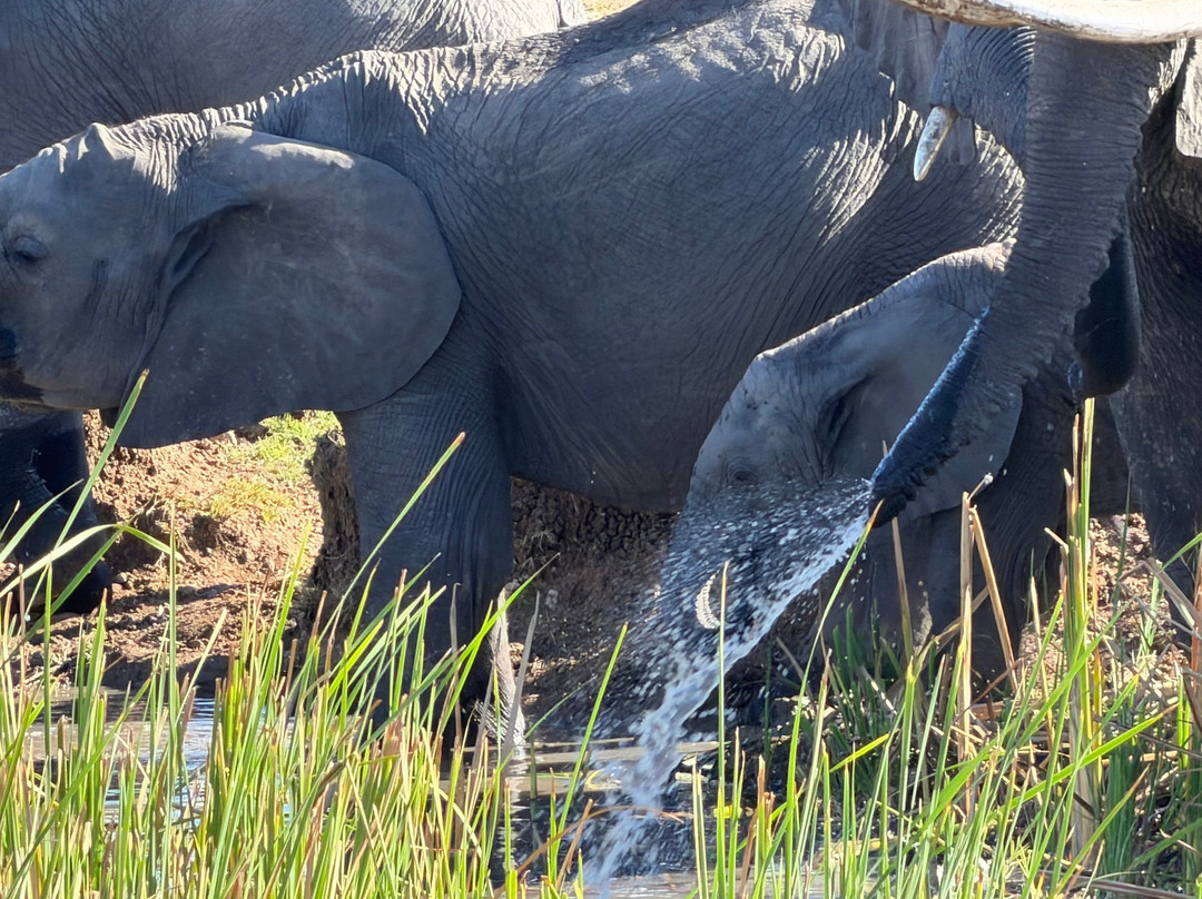 Regal African Safaris-Usa River必去景点