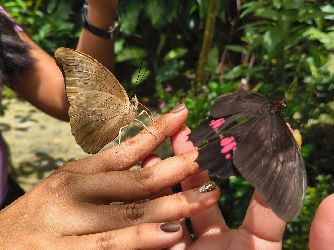 Butterfly Garden Sierra Nevada-Minca必去景点