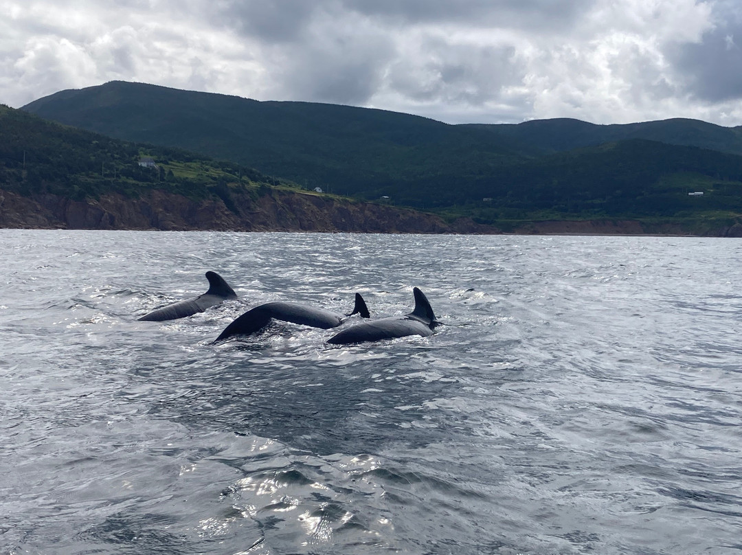 Capt. Mark's Whale and Seal Cruise-Pleasant Bay必去景点
