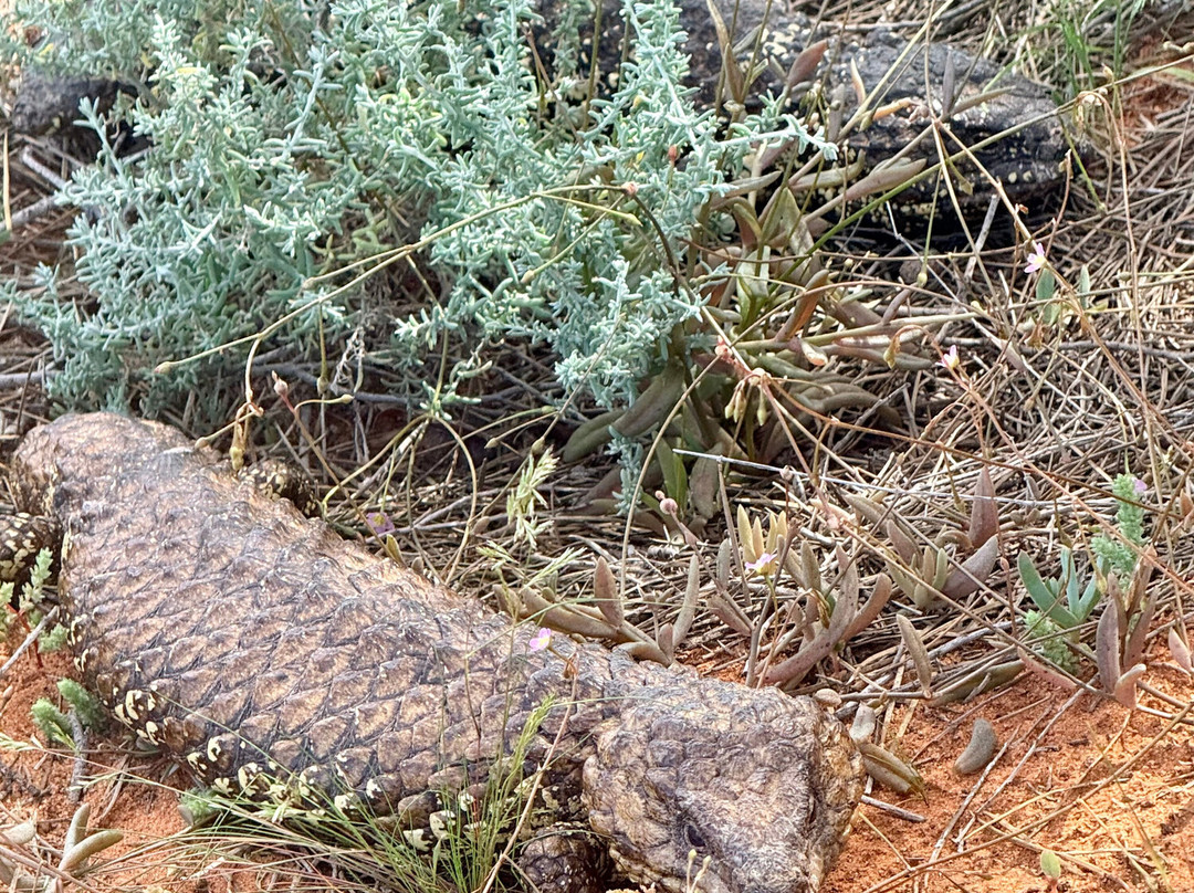 Australian Arid Lands Botanic Garden-Port Augusta必去景点
