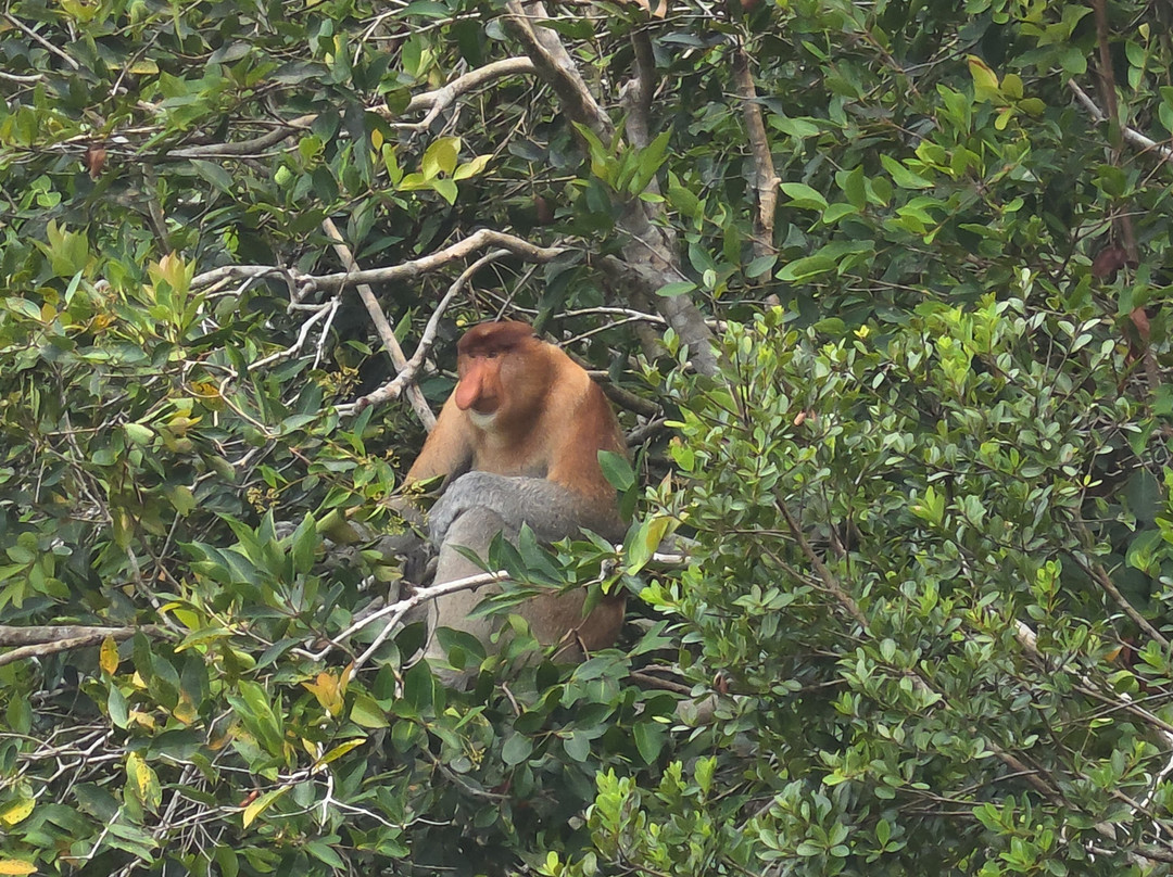 Jenie Subaru - Tanjung Puting National Park Tour Organizer-Kumai必去景点