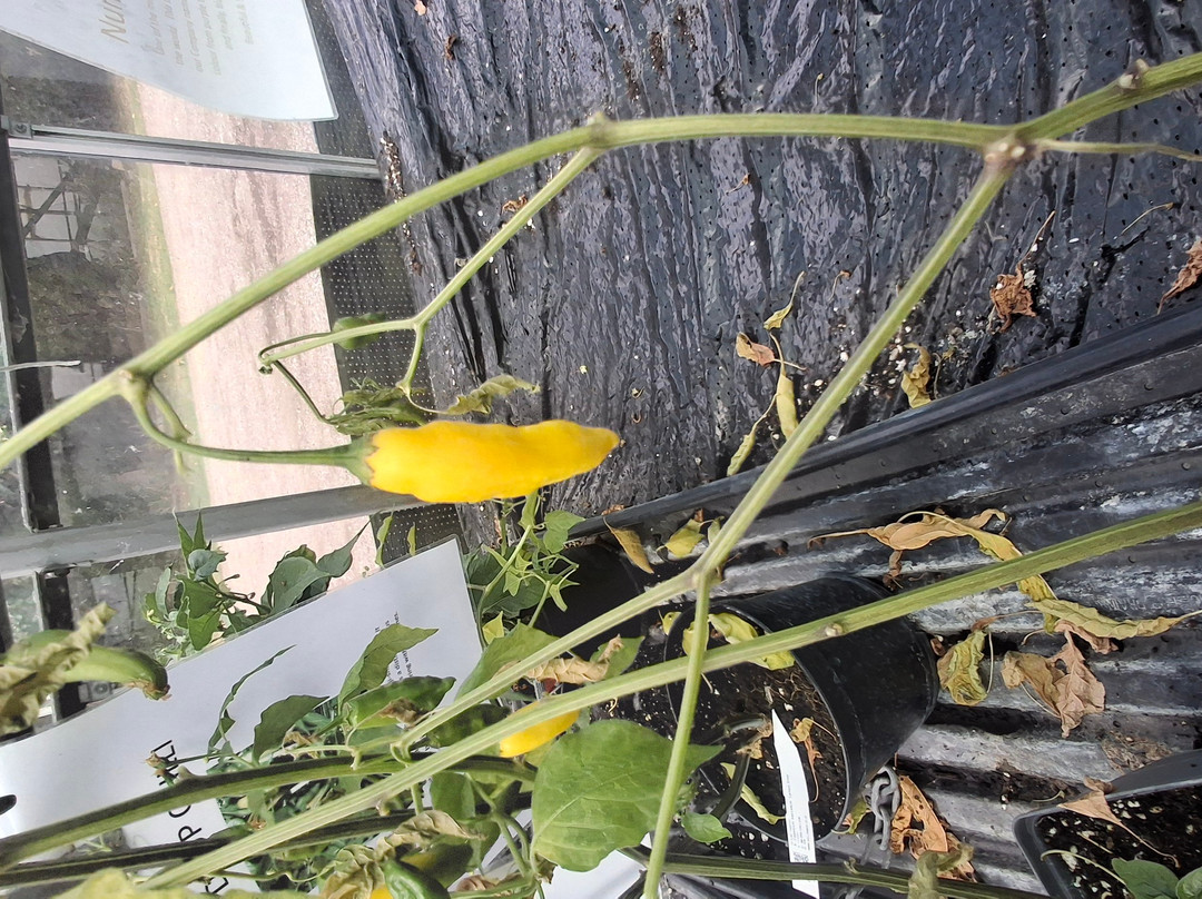 Edible Ornamentals-Chawston必去景点