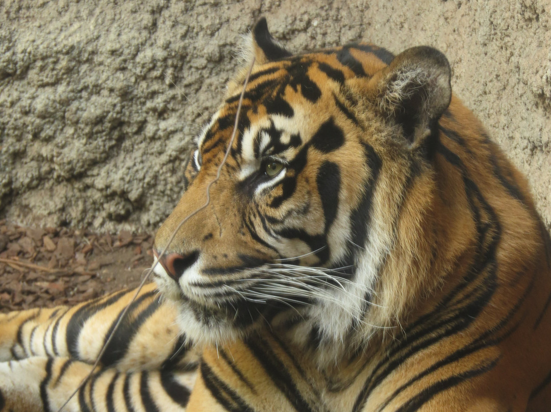 Bioparc Fuengirola-福恩吉罗拉必去景点