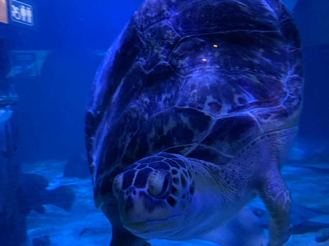 Mystic Aquarium-神秘河必去景点