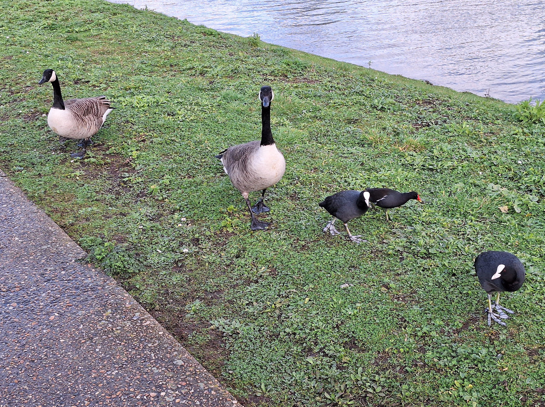 Walthamstow Wetlands-伦敦必去景点