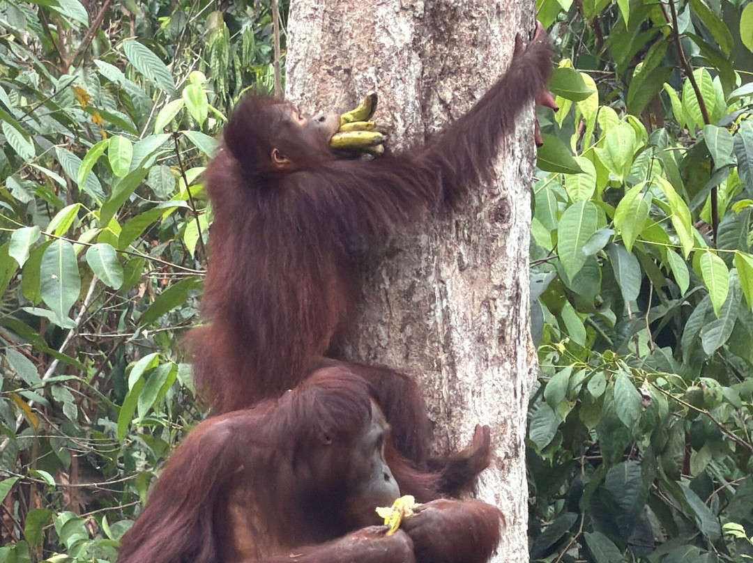 Guia En Borneo-Pangkalan Bun必去景点