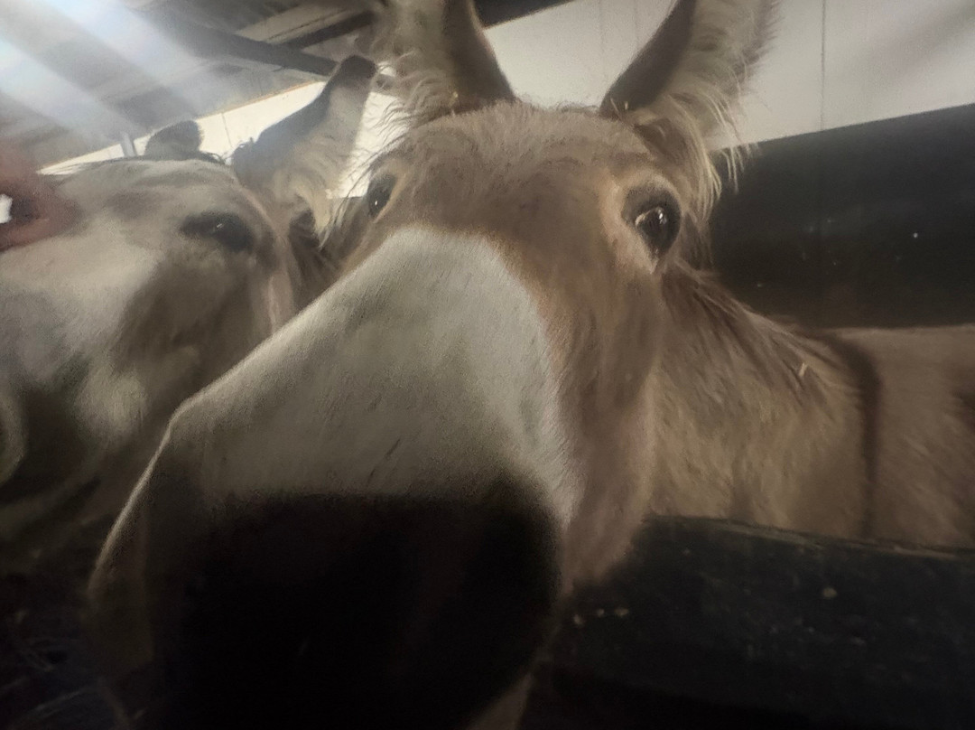 Marsh Farm Animal Adventure Park-Woodham Ferrers必去景点