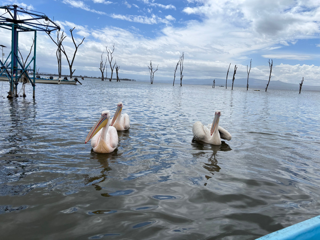 Malnodez Safaris-纳库鲁必去景点