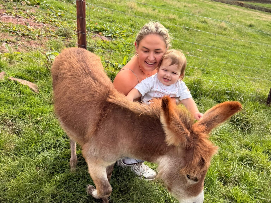 Cute Farm Experience-切普斯托必去景点