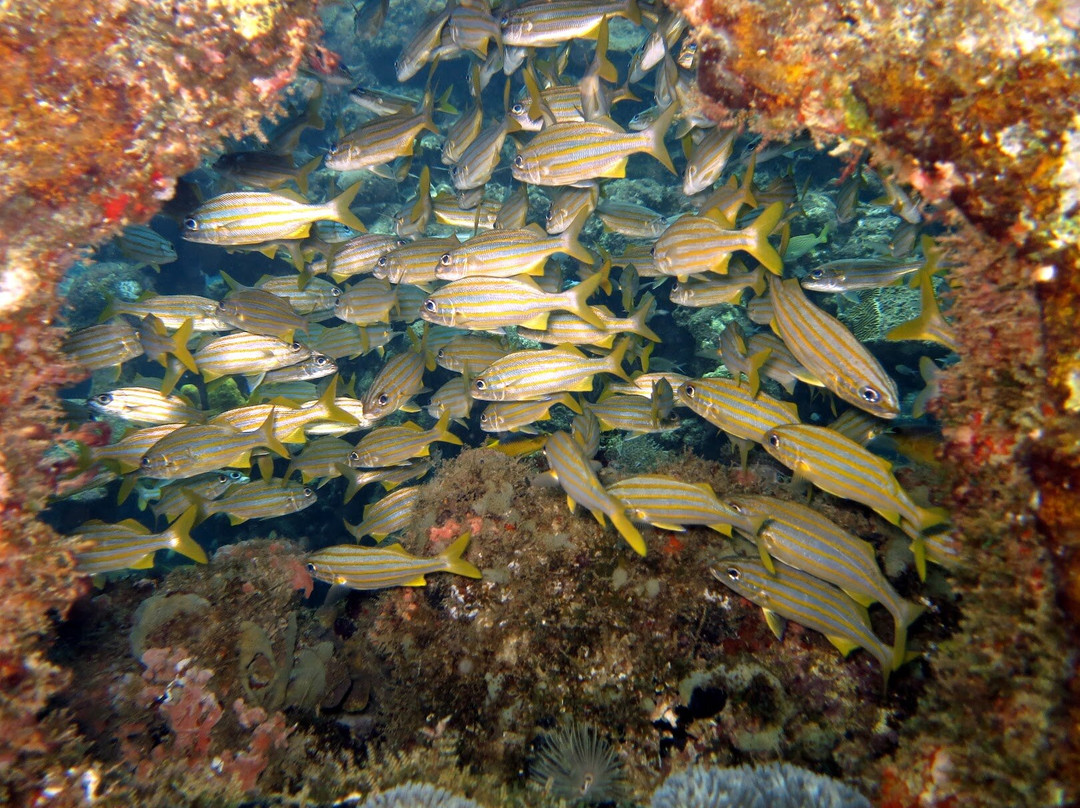 Seahorse Divers Barbados-奥伊斯廷斯必去景点