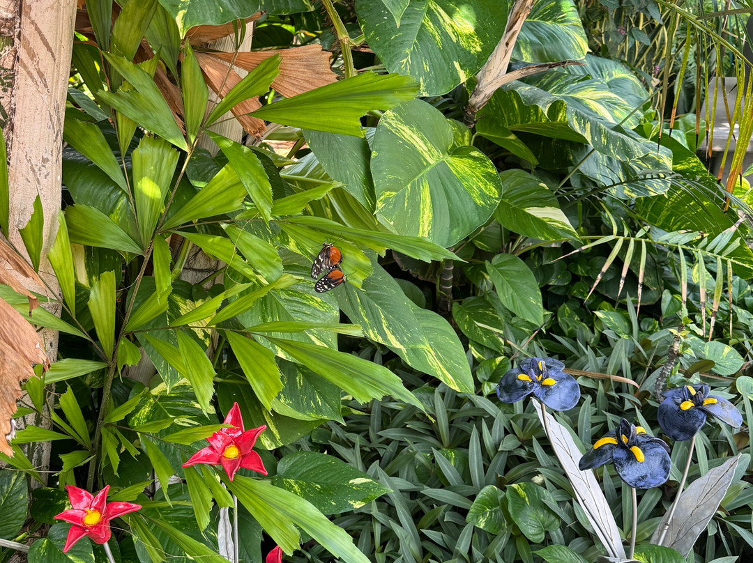 Butterfly Wonderland-斯科茨代尔必去景点