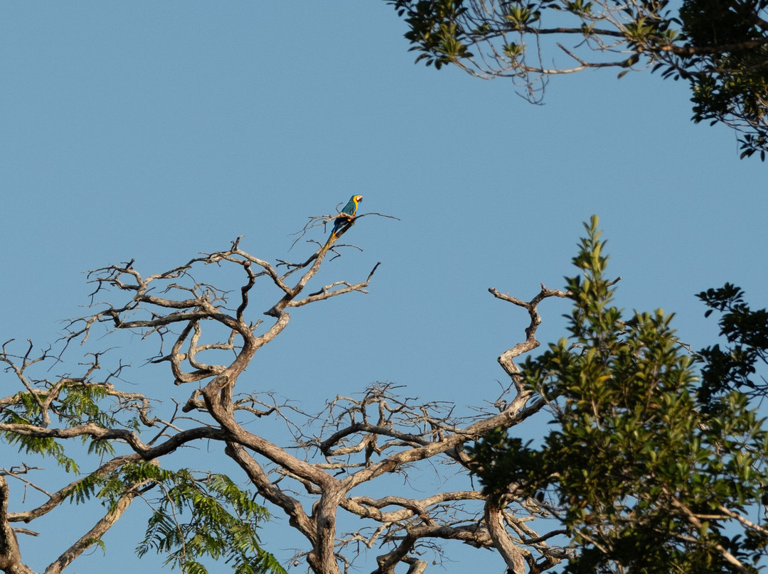 Parque Nacional del Yasuni - Fernando guia en la Amazonia-Coca必去景点