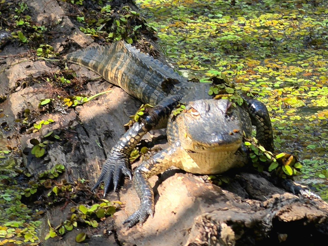 Champagne's Cajun Swamp Tours-布里奥克斯桥必去景点