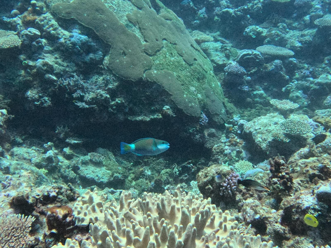 Tieti Diving-Poindimie必去景点