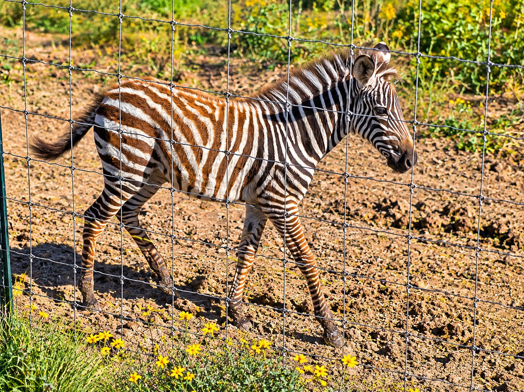 Giraffe Winery at Grapetown Vineyard-弗雷德里克斯堡必去景点