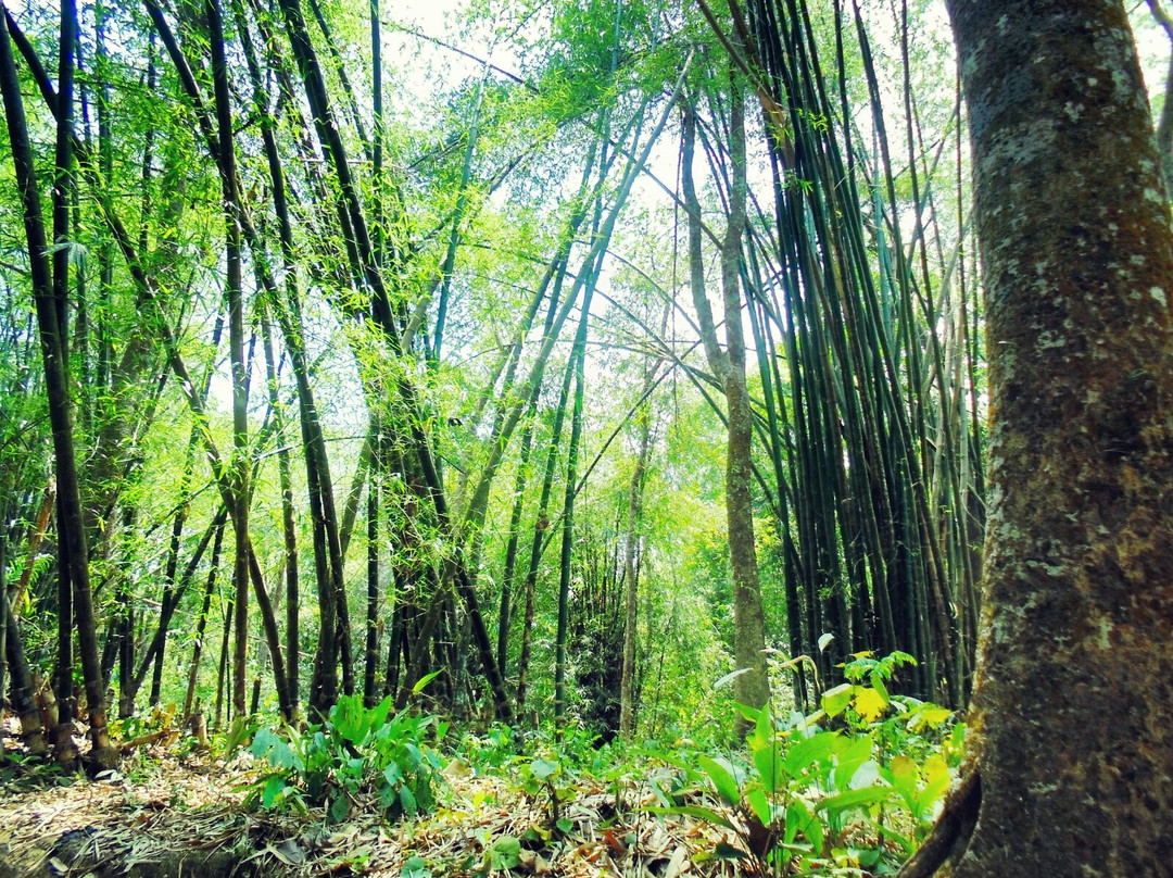 Lawachara National Park景点图片