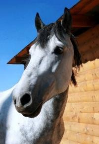 Baikal Horse-Riding and Tourist Center景点图片