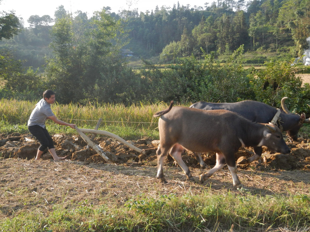 Bac Ha Vietnam Tourism And Trade Company Ltd景点图片