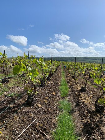 Champagne Bernard CLOUET-Villers-sous-Chatillon必去景点