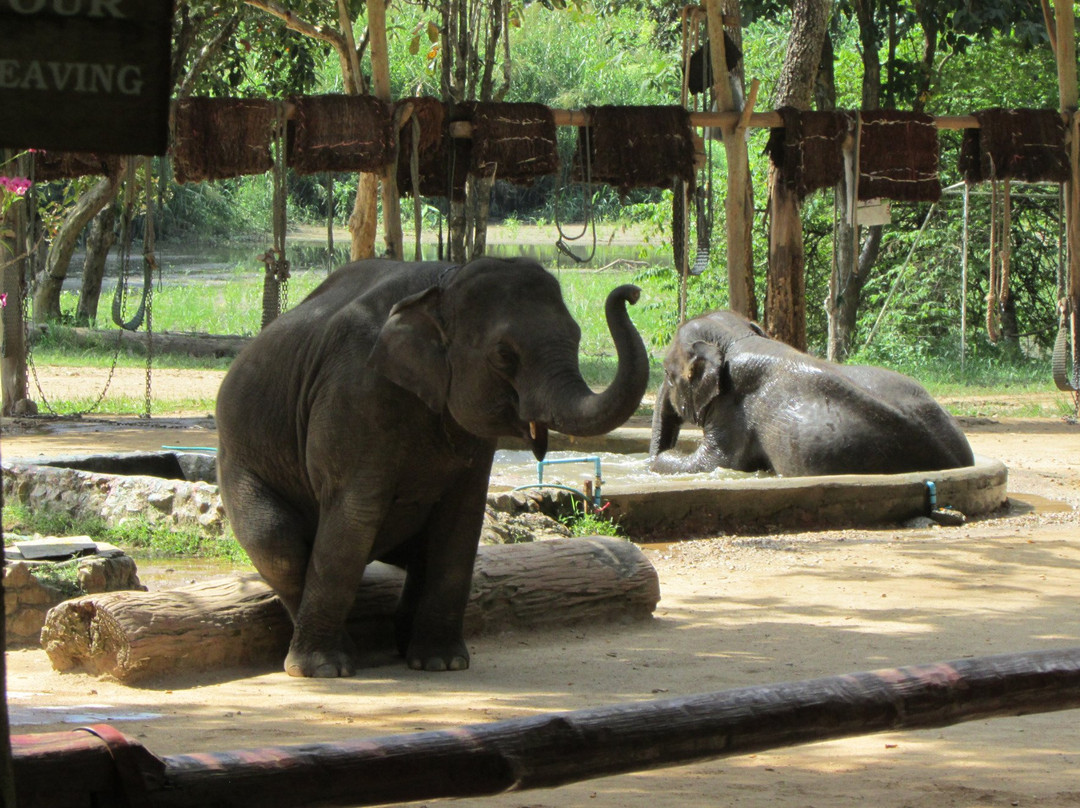 吞华仓旅游景点-Thai Elephant Conservation Center