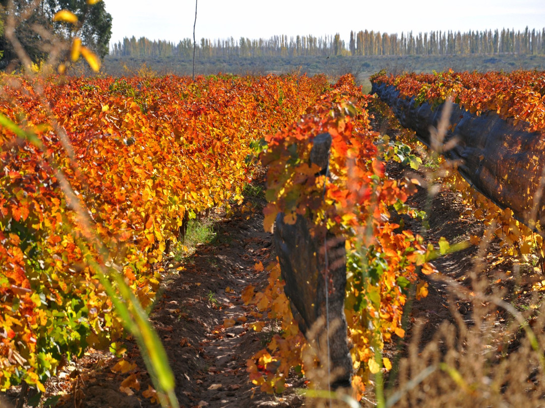 Bodega La Vendimia S.A.-圣拉斐尔必去景点