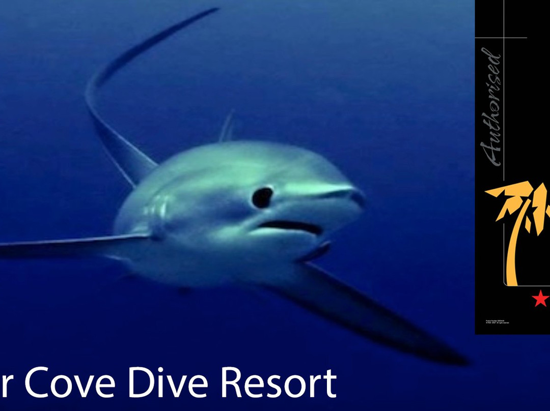 Thresher Cove Resort and Dive Centre景点图片