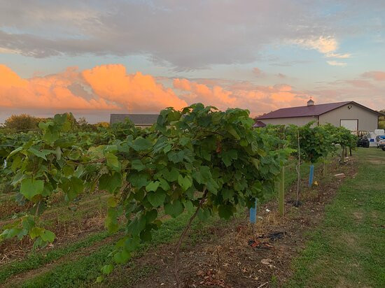 Nearwood Winery & Vineyards-诺克斯维尔必去景点