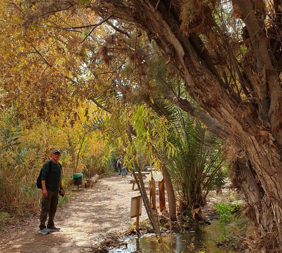 Enot Tsukim Nature Reserve - Ein Feshkha-Dead Sea Region必去景点