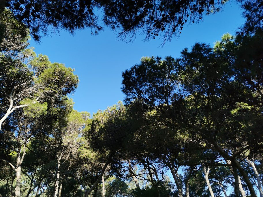 Pinares de Rostrogordo-梅利利亚必去景点