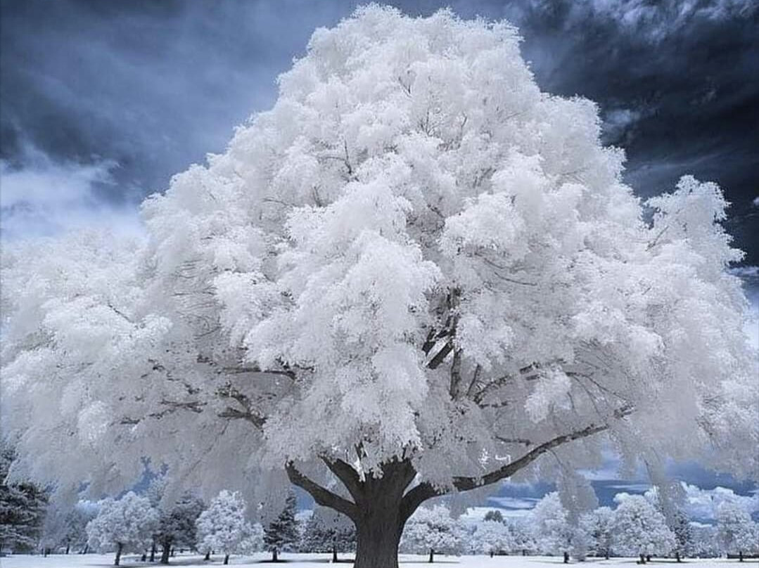 科加劲湖自然保护区-Korgalzhyn必去景点