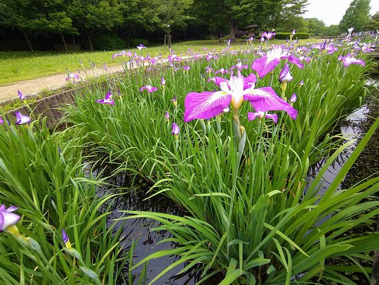 Yamazaki Park (Seseragi Shobuen)-富士见市必去景点