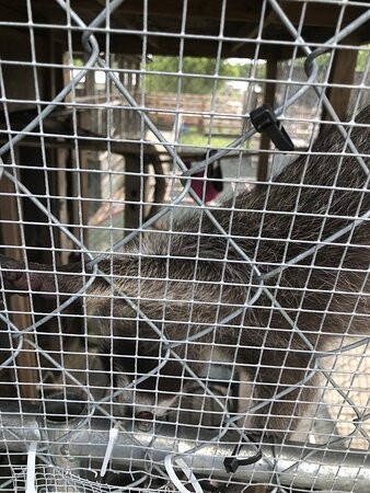 Gator Country-博蒙特必去景点