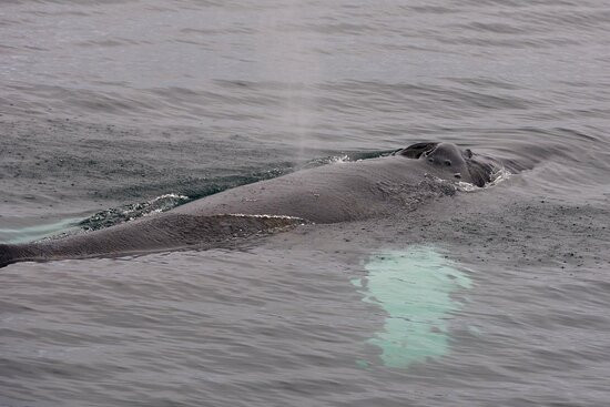 Whale Watching Hauganes-Hauganes必去景点