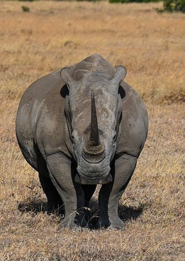 Discovery Expeditions & Adventures-内罗毕必去景点