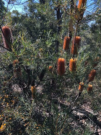 Olympic Drive Lookout-Blaxland必去景点