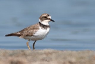 Yuvaraj boat services and bird watching景点图片
