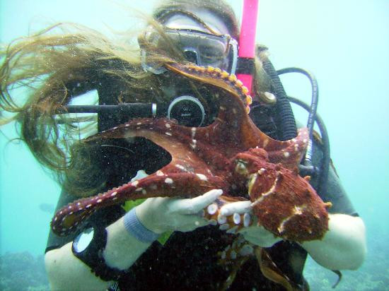Waikiki Dive Center-火奴鲁鲁必去景点