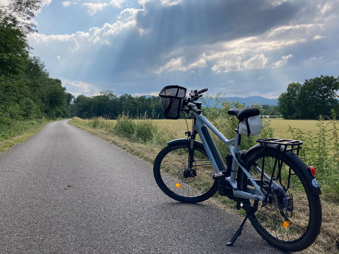 Le Vélo Libre - Colmar Petite Venise景点图片