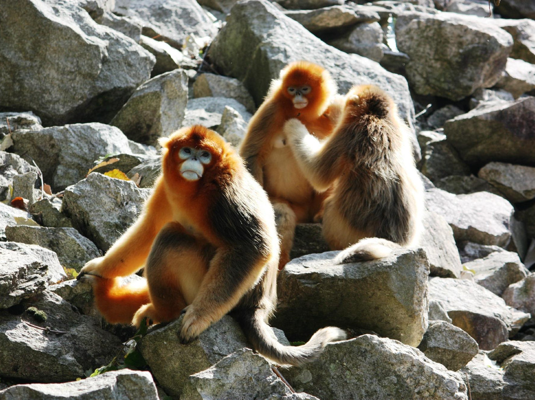 石泉县旅游景点-陕西佛坪国家级自然保护区