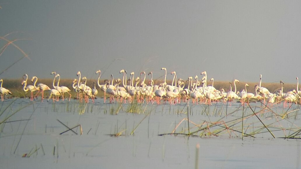 Nalsarovar Bird Sanctuary-Nalsarovar必去景点
