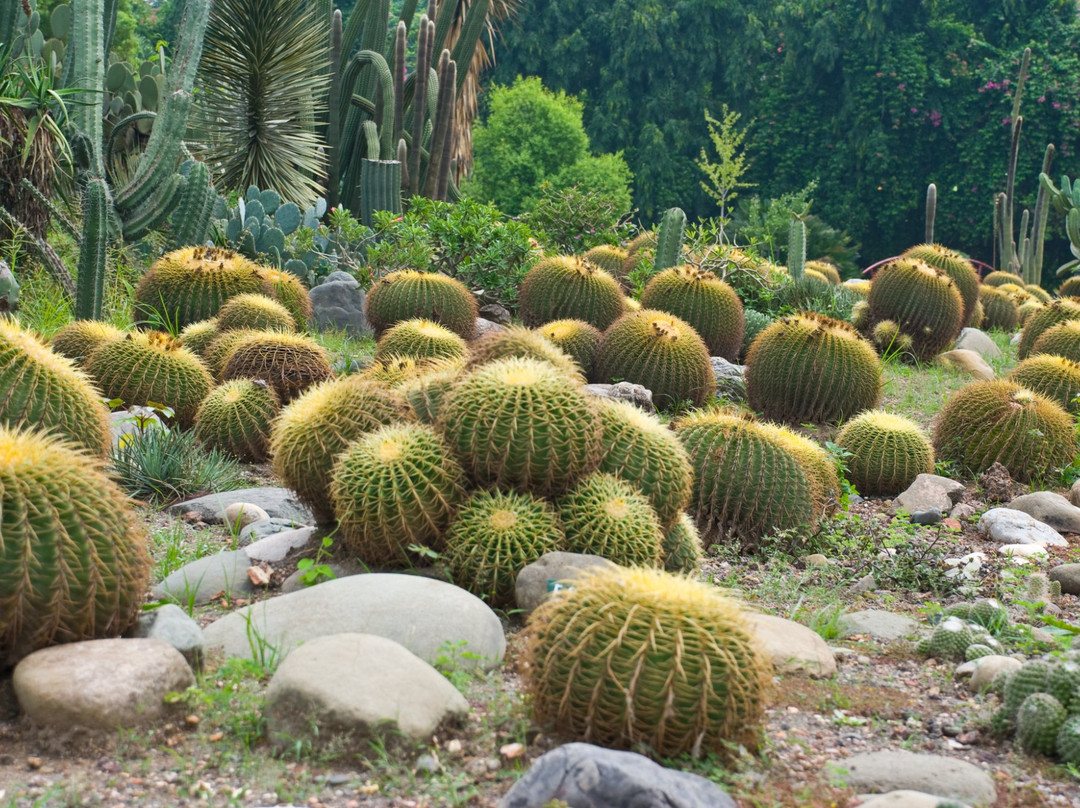 Sarkaria Cactus Garden景点图片