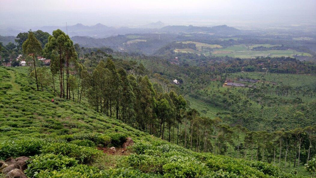 Kebun Teh Jamus (Lereng Gunung Lawu)景点图片